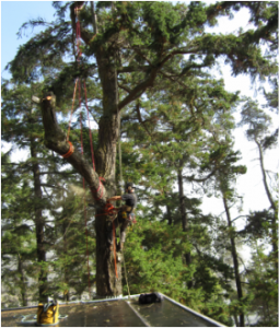 Eventide Arbor Care LLC